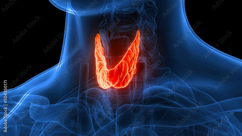 thyroid.jpg